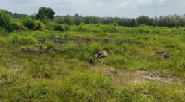 Lahan program cetak sawah rakyat (PCSR) Desa Tempirai, Kecamatan Penukal Utara, Kabupaten PALI telah mnenjadi semak belukar. (Dok/tintamerah)