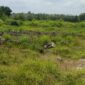 Lahan program cetak sawah rakyat (PCSR) Desa Tempirai, Kecamatan Penukal Utara, Kabupaten PALI telah mnenjadi semak belukar. (Dok/tintamerah)
