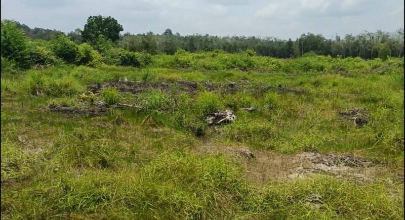 Lahan program cetak sawah rakyat (PCSR) Desa Tempirai, Kecamatan Penukal Utara, Kabupaten PALI telah mnenjadi semak belukar. (Dok/tintamerah)