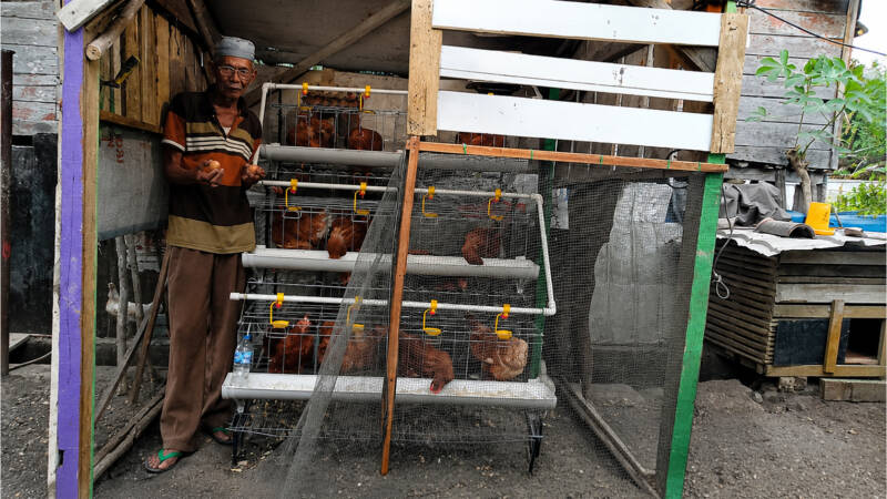 Amat Surman (72), warga Desa Sirah Pulau, Kecamatan Merapi Timur, Kabupaten Lahat, menunjukkan telur hasil ternak ayam petelur bantuan PT Bukit Asam (Persero) Tbk (PTBA) di samping rumahnya, Selasa (1/9/2026). Program pemberdayaan ini sukses memantik asa baru bagi warga prasejahtera untuk keluar dari ketergantungan ekonomi dan meraih kemandirian finansial. (Foto: Dok/Humas PT BA)